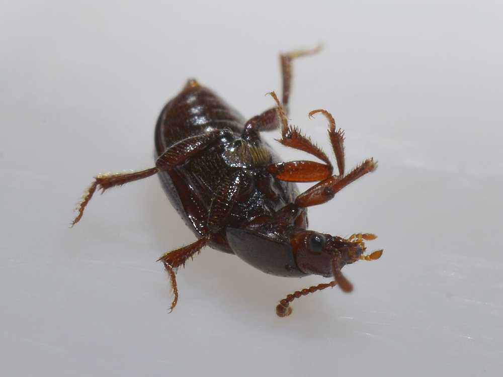 Agyrtidae: Agyrtes bicolor